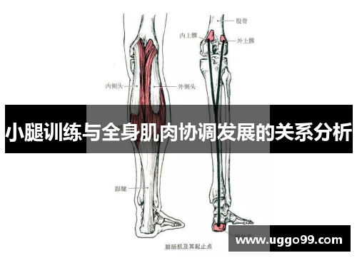 小腿训练与全身肌肉协调发展的关系分析